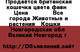 Продаётся британская кошечка цвета фавн › Цена ­ 10 000 - Все города Животные и растения » Кошки   . Новгородская обл.,Великий Новгород г.